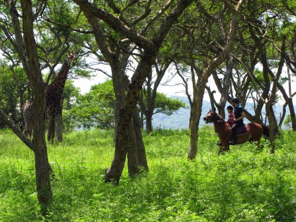 Riding through the trees