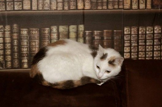 Café des chats à Paris - HomeExchange