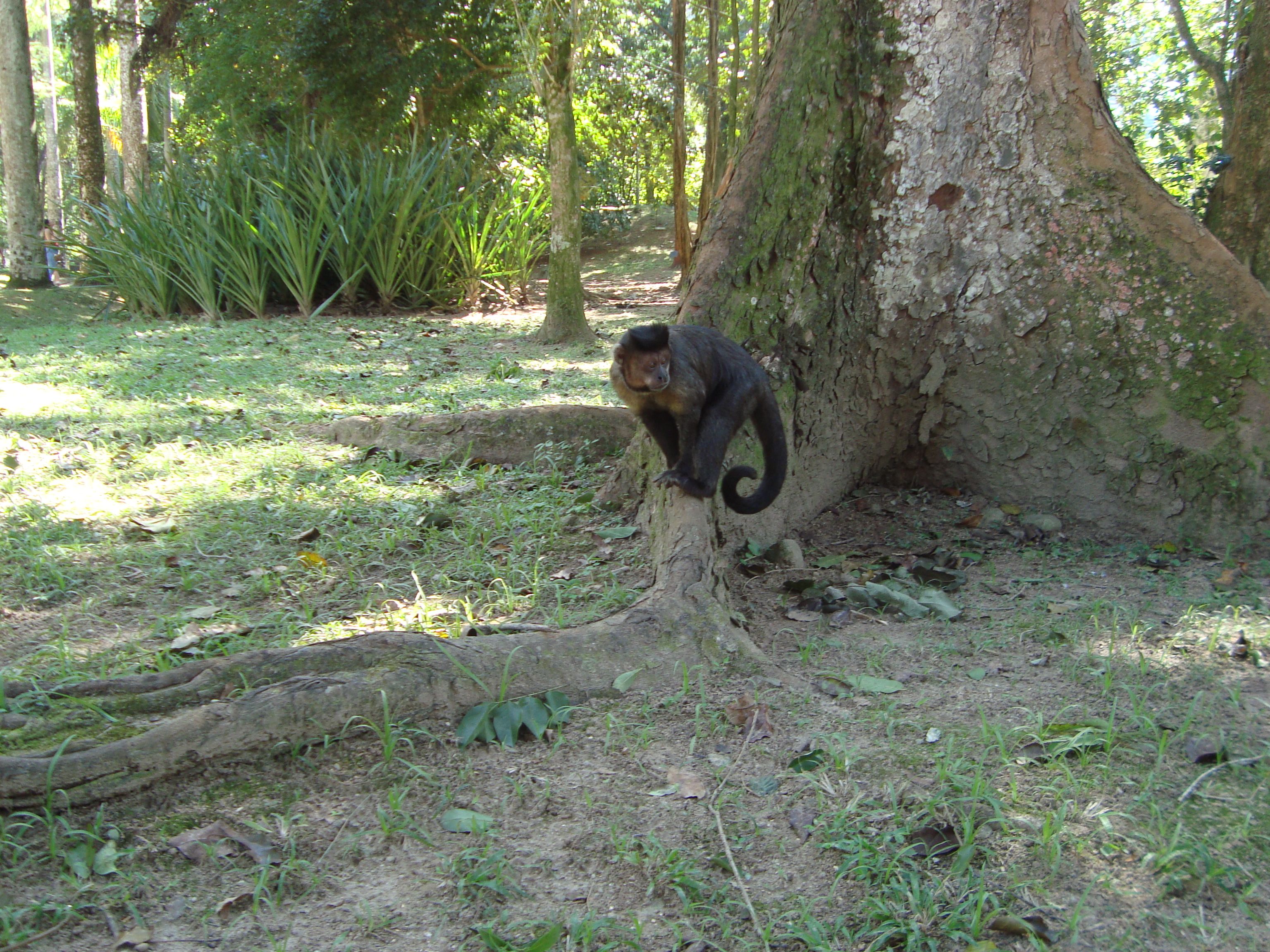 Jardin botanique de Rio de Janeiro -GuestToGuest