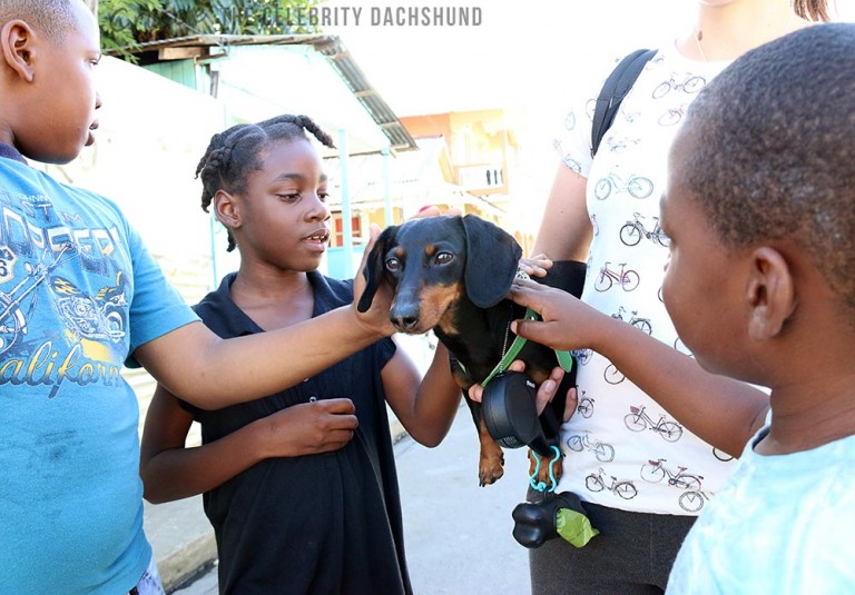 crusoe-dachshund-in-saint-lucia-768x535