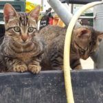 vacances avec chevaux