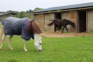 vacances avec chevaux