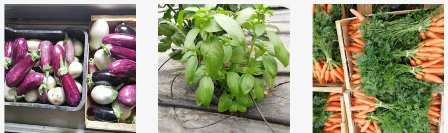 potager-homeexchange