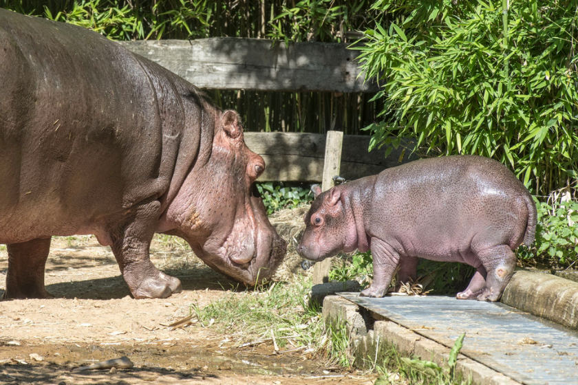 Que faire à Angers en famille visite zoo de la Flèche