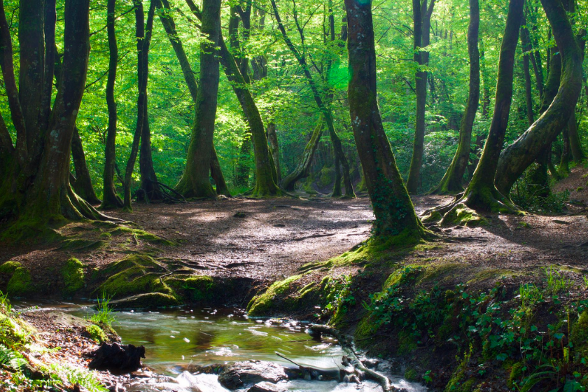 activite bretagne visite foret broceliande