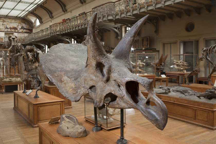 activités pour visiter Paris en famille Le Jardin des Plantes