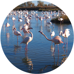 Visiter la Camargue : que faire que voir