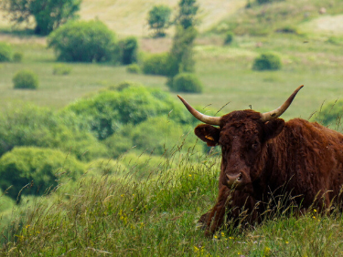 Visiter le village de Salers en Auvergne