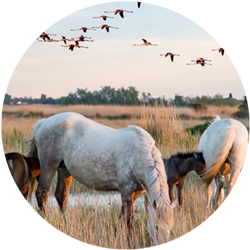 Visiter la Camargue en Provence-Alpes-Côte d'Azur cet été