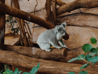 Echange de maison vacances en famille zoo de Beauval