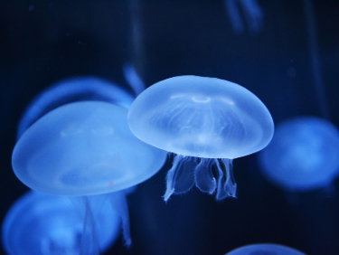 Echange de maison vacances en famille aquarium de Valence en Espagne